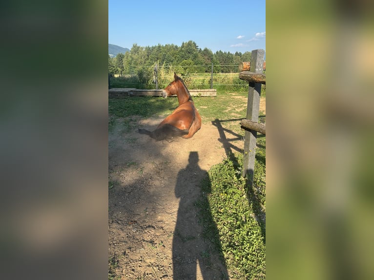 Mule Gelding 9 years 14,2 hh Brown in St.Jakob im Rosental