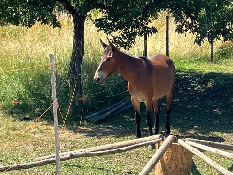 Mule Gelding 9 years 14,2 hh Brown in St.Jakob im Rosental