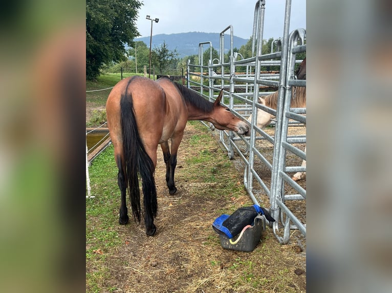 Mule Gelding 9 years 14,2 hh Brown in St.Jakob im Rosental