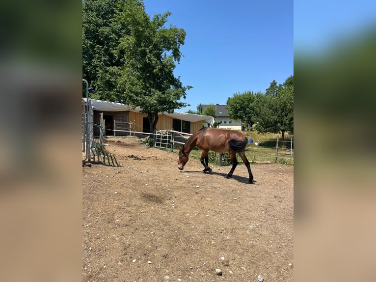 Mule Gelding 9 years 14,2 hh Brown in St.Jakob im Rosental