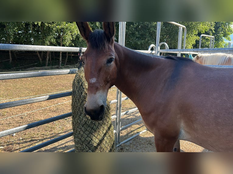 Mule Gelding 9 years 14,2 hh Brown in St.Jakob im Rosental