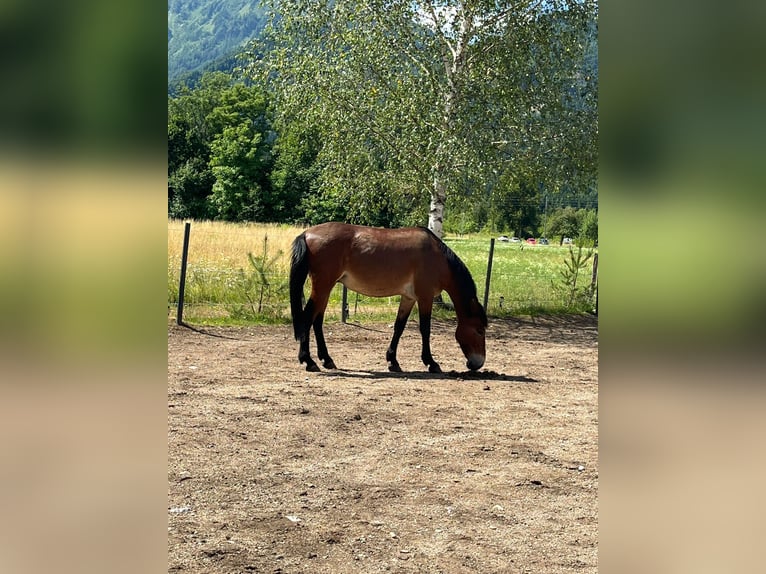 Mule Gelding 9 years 14,2 hh Brown in St.Jakob im Rosental