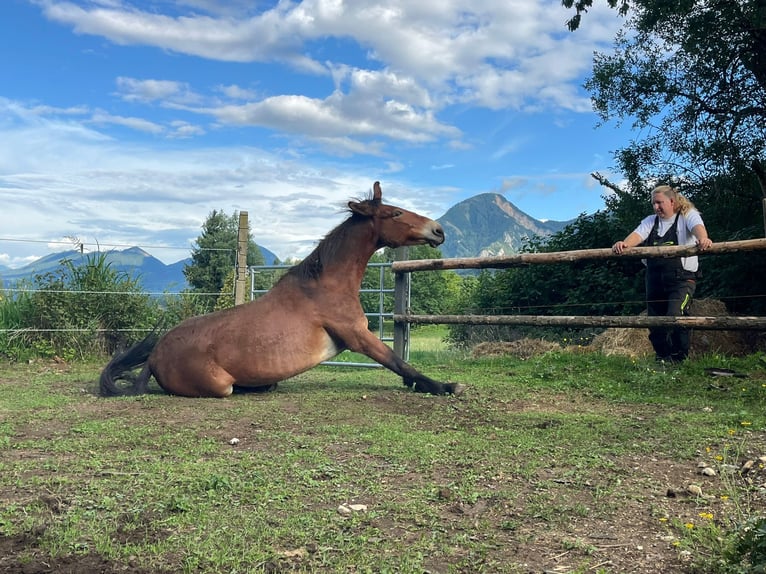 Mule Gelding 9 years 14,2 hh Brown in St.Jakob im Rosental
