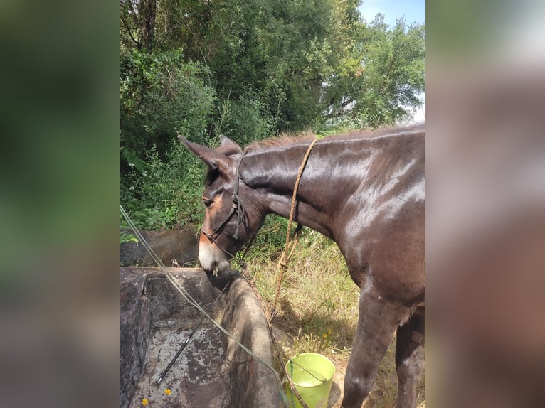 Mule Gelding 9 years 14,2 hh Smoky-Black in Eglfing