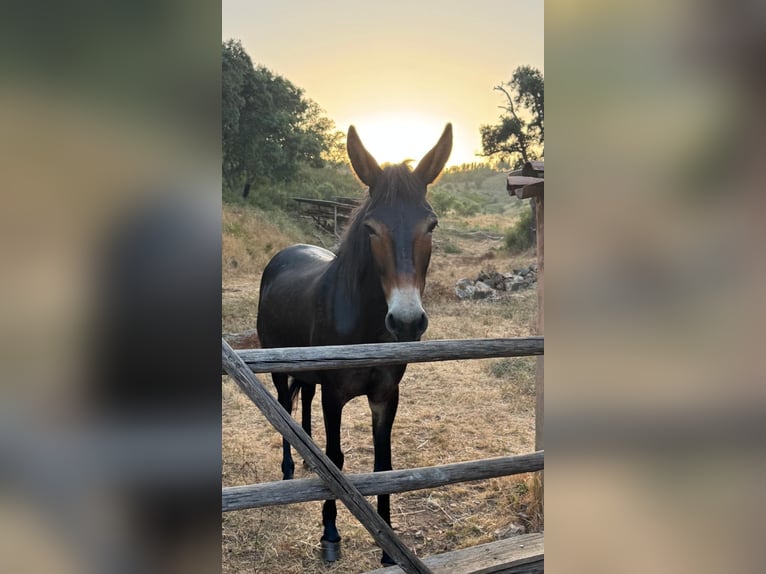 Mule Gelding 9 years 14,2 hh Smoky-Black in Eglfing