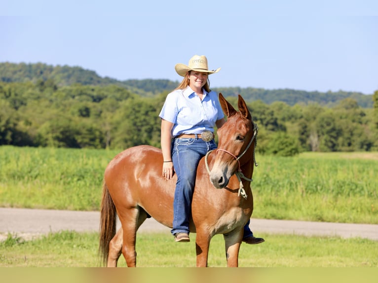 Mule Gelding 9 years 14,3 hh Sorrel in Mount Vernon