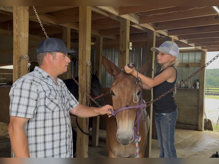 Mule Gelding 9 years 14,3 hh Sorrel in Mount Vernon