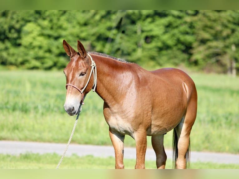 Mule Gelding 9 years 14,3 hh Sorrel in Mount Vernon