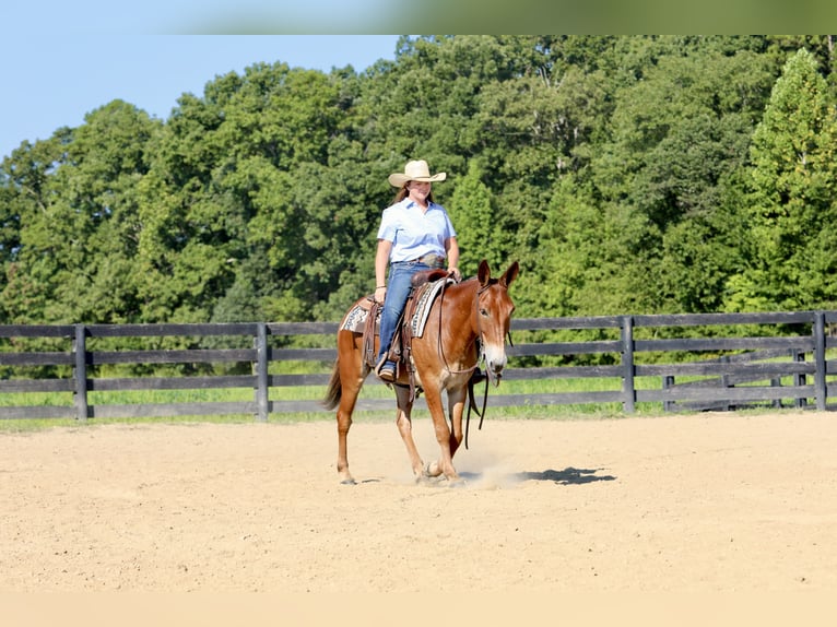 Mule Gelding 9 years 14,3 hh Sorrel in Mount Vernon