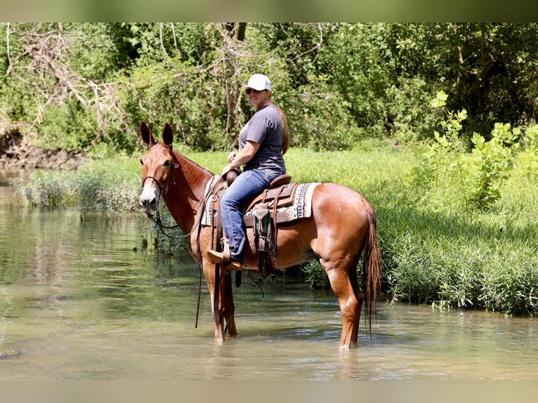 Mule Gelding 9 years 14,3 hh Sorrel in Mount Vernon