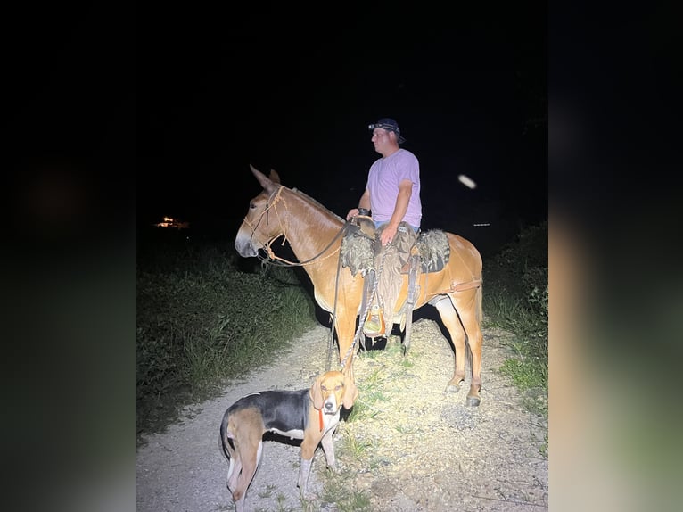 Mule Gelding 9 years 14,3 hh Sorrel in Mount Vernon