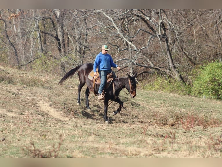 Mule Gelding 9 years 15,1 hh Bay in Brooksville KY