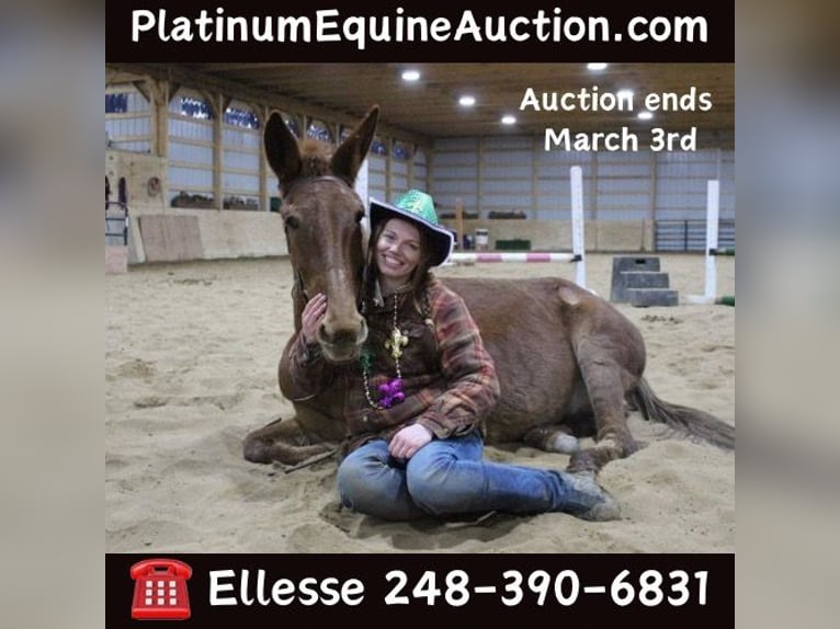 Mule Gelding 9 years 15 hh Chestnut in Howell MI