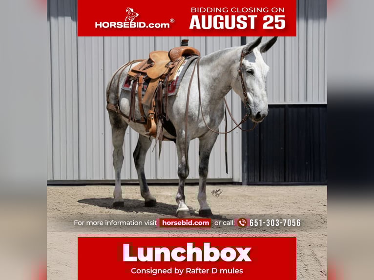Mule Gelding 9 years 15 hh Grey in Hastings