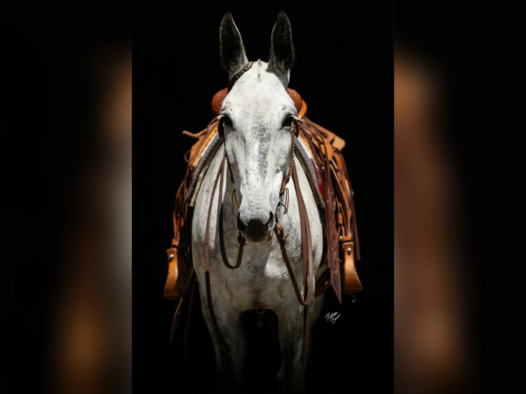 Mule Gelding 9 years 15 hh Grey in Hastings