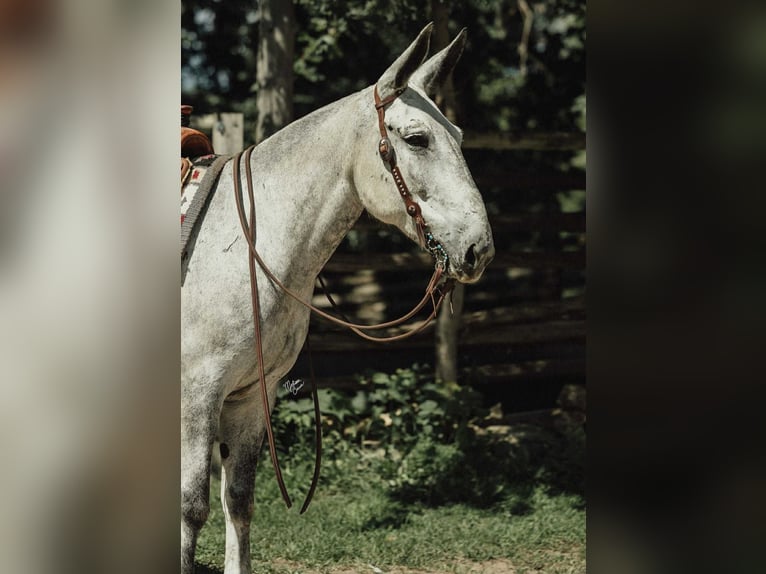 Mule Gelding 9 years 15 hh Grey in Hastings