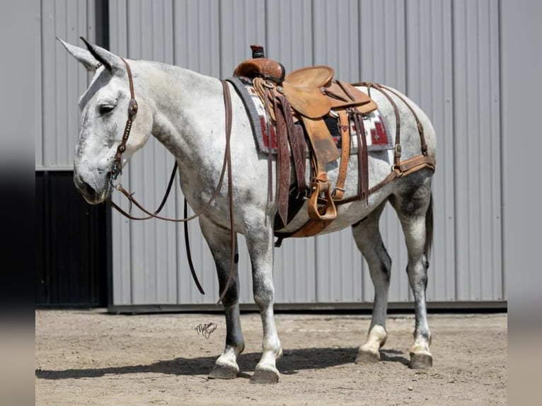 Mule Gelding 9 years 15 hh Grey in Hastings