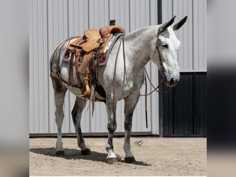 Mule Gelding 9 years 15 hh Grey in Hastings