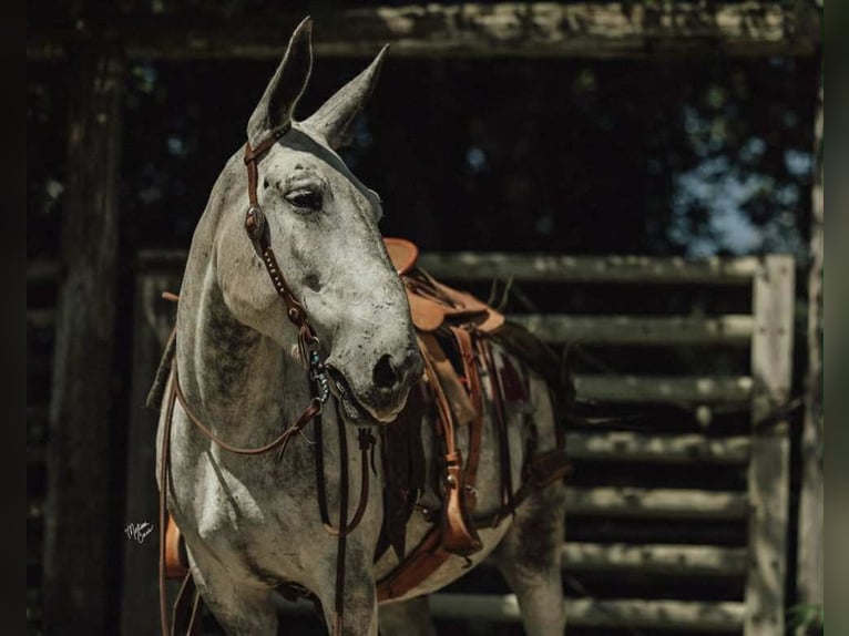 Mule Gelding 9 years 15 hh Grey in Hastings