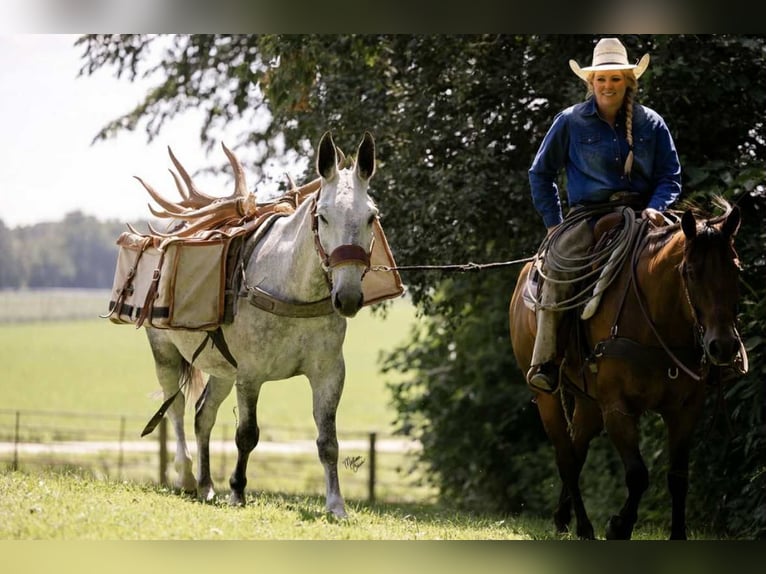 Mule Gelding 9 years 15 hh Grey in Hastings