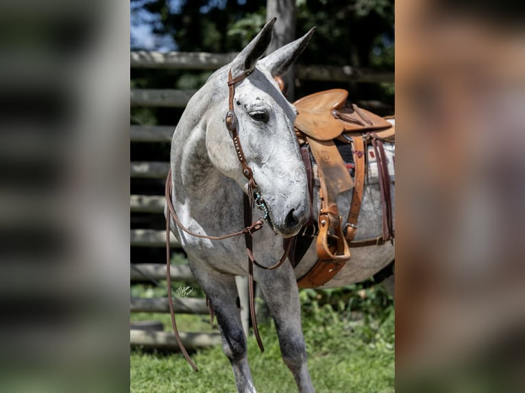 Mule Gelding 9 years 15 hh Grey in Hastings