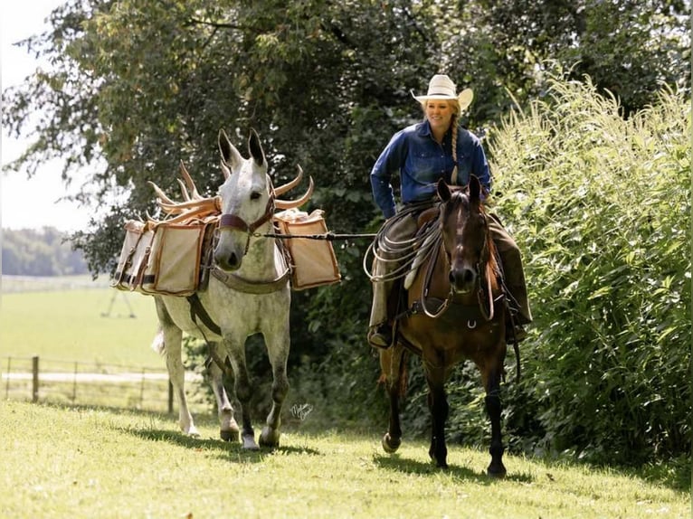 Mule Gelding 9 years 15 hh Grey in Hastings