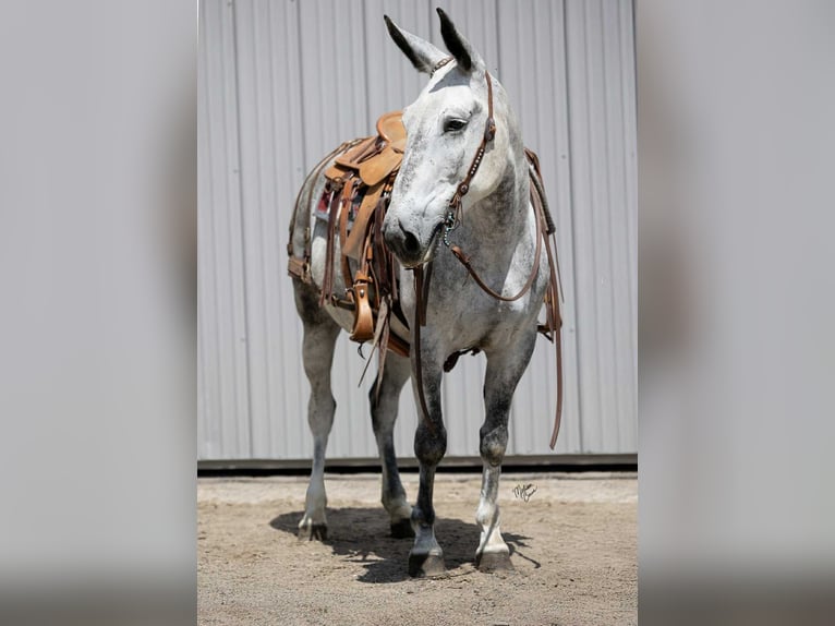 Mule Gelding 9 years 15 hh Grey in Hastings