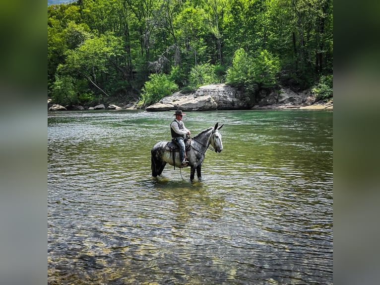 Mule Gelding 9 years 16,2 hh Gray in Whitley City KY