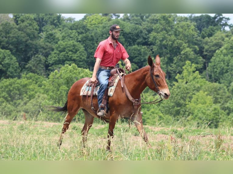 Mule Gelding 9 years 16 hh in Brooksville KY