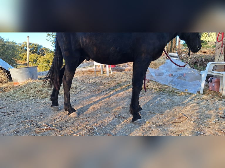 Mule Hongre 10 Ans 143 cm Noir in Colli al Metauro