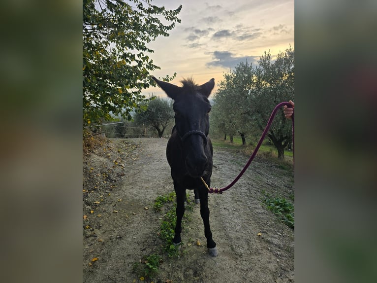 Mule Hongre 10 Ans 143 cm Noir in Colli al Metauro