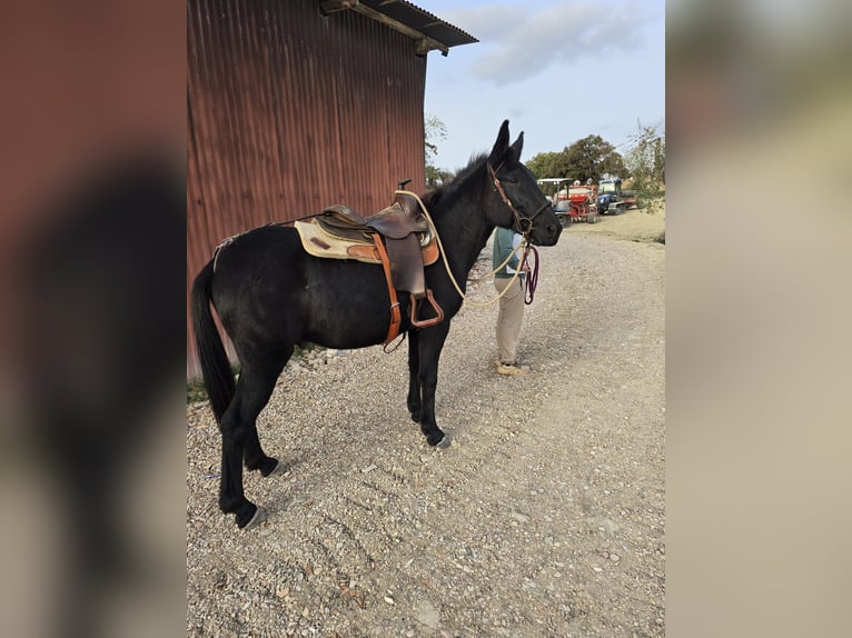 Mule Hongre 10 Ans 143 cm Noir in Colli al Metauro