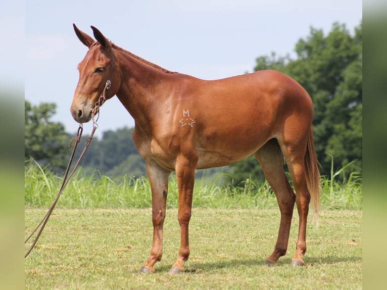 Mule Hongre 10 Ans 147 cm Alezan cuivré in Carrollton Ky