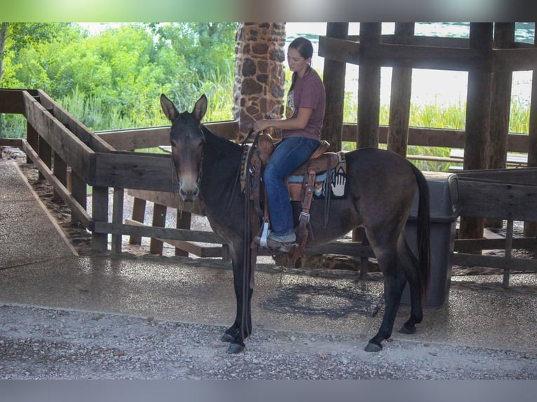 Mule Hongre 10 Ans 147 cm Bai cerise in Rusk TX