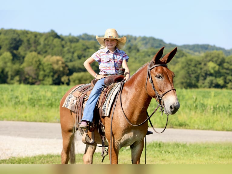 Mule Hongre 10 Ans 150 cm Alezan cuivré in Mount Vernon