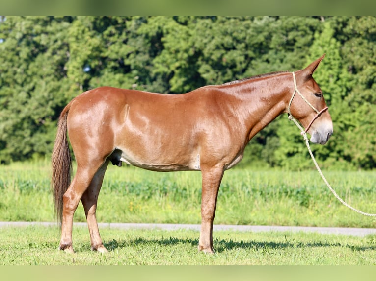 Mule Hongre 10 Ans 150 cm Alezan cuivré in Mount Vernon