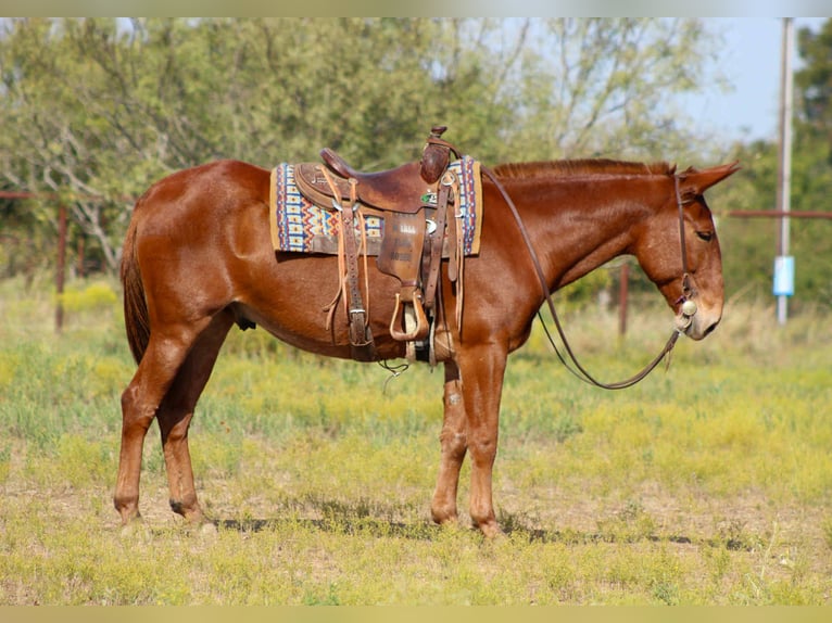 Mule Hongre 10 Ans 155 cm Alezan cuivré in Stephenville TX Mule Hongre 10 Ans 155 cm Alezan cuivré in Stephenville TX