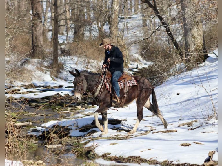 Mule Hongre 10 Ans 157 cm Bai cerise in Brooksville KY