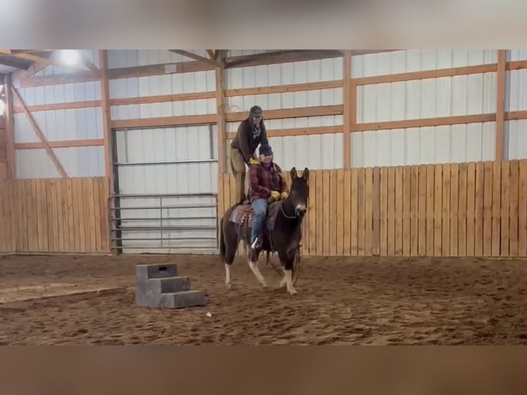 Mule Hongre 11 Ans 142 cm in Hastings