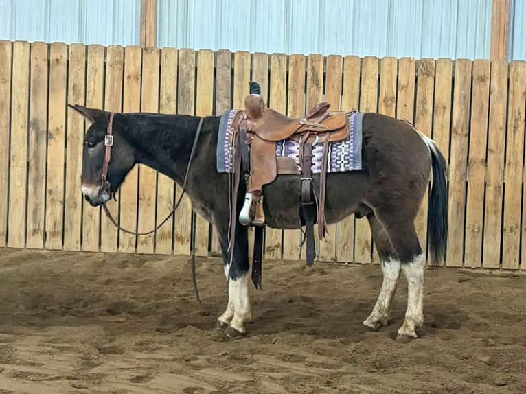 Mule Hongre 11 Ans 142 cm in Hastings