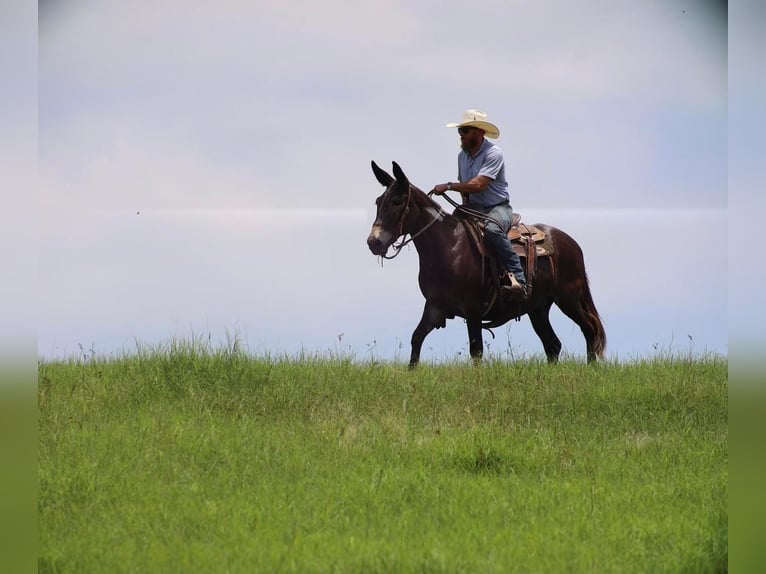 Mule Hongre 11 Ans 145 cm Noir in Grand Saline, TX