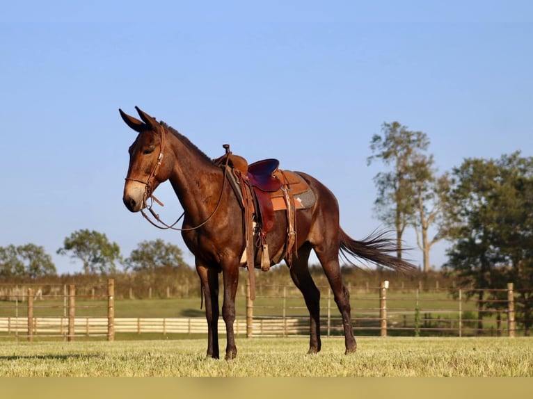 Mule Hongre 11 Ans 152 cm Bai cerise in destin FL