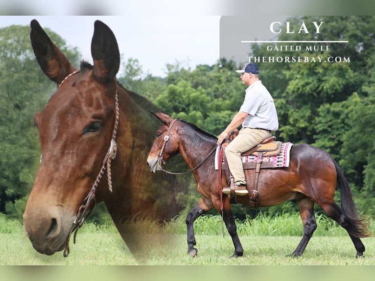 Mule Croisé Hongre 11 Ans 157 cm Bai cerise in Parkers Lake, KY