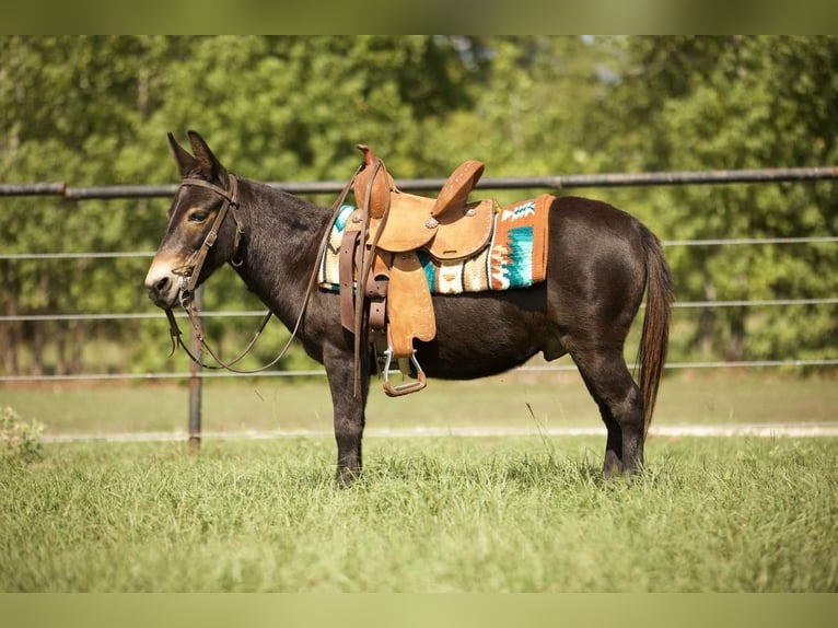 Mule Hongre 11 Ans 99 cm Noir in Huntsville, TX