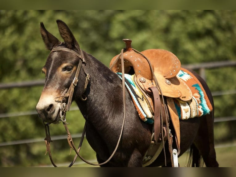 Mule Hongre 11 Ans 99 cm Noir in Huntsville, TX