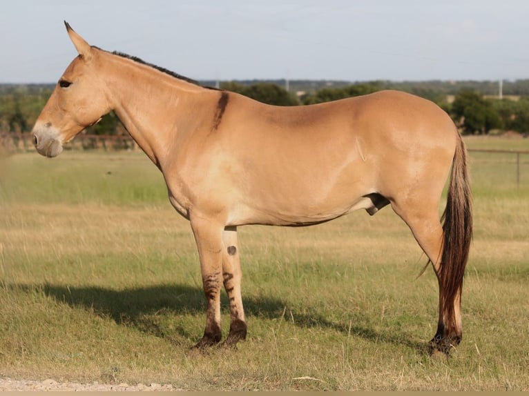 Mule Hongre 11 Ans Isabelle in Mineral Wells