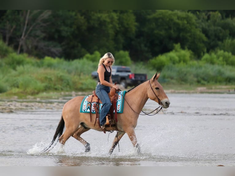Mule Hongre 11 Ans Isabelle in Mineral Wells