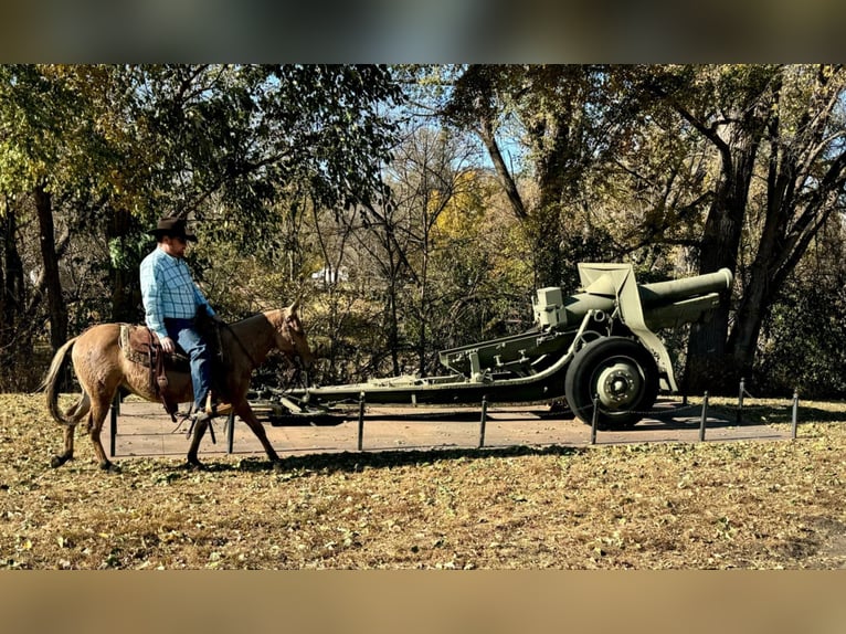 Mule Hongre 12 Ans 132 cm Isabelle in Cannon Falls