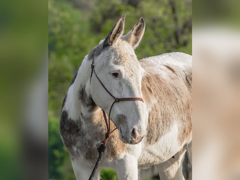 Mule Hongre 12 Ans 137 cm in Honey Brook, PA