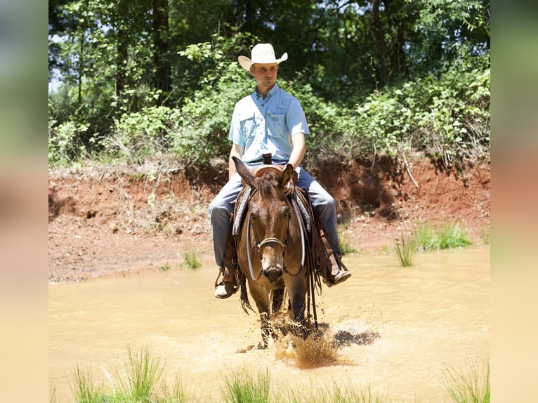 Mule Hongre 12 Ans 140 cm Bai cerise in Lufkin